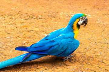 Blue and yellow macaw parrot bird tropical nature in Brazil.