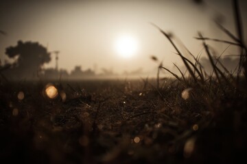 Golden Hour Sunrise Over Grassy Field with Sunlit Dew Drops and Silhouette Trees