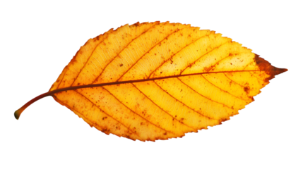 Isolated Golden Autumn Leaf - Bright Yellow Fall Nature Element
