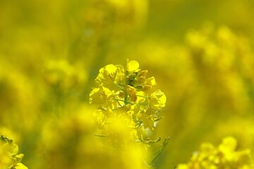春の日差しを浴びて綺麗に咲く菜の花のクローズアップ