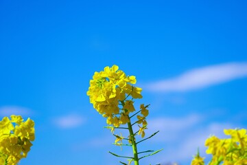 綺麗に咲いた菜の花のクローズアップ　早春の青空背景