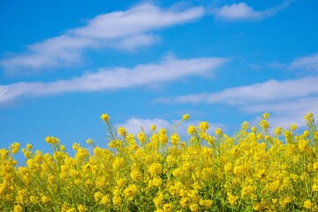 満開の菜の花畑と爽やかな早春の青空
