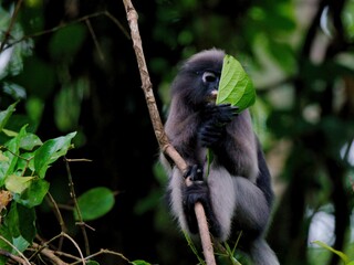 A Dusky leaf Macaque is hanging from a branch, holding a leaf using it to cover its face and making funny expressions at Kaeng Krachan National Park Thailand