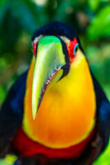 Red breasted toucan colorful bird in tropical nature of Brazil.