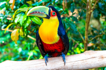 Red breasted toucan colorful bird in tropical nature of Brazil.