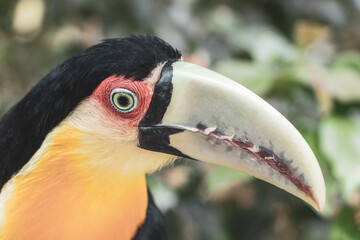 Fototapeta premium Red breasted toucan colorful bird in tropical nature of Brazil.