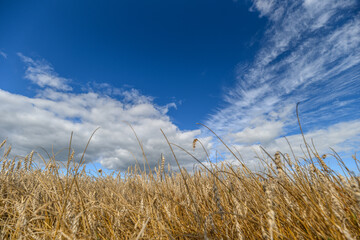 Golden Grasses Stretching Beneath a Bright Blue Sky Adorned with Fluffy White Clouds