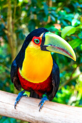 Fototapeta premium Red breasted toucan colorful bird in tropical nature of Brazil.
