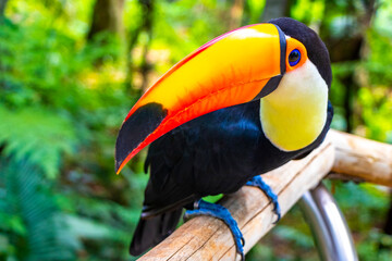 Fototapeta premium Toco toucan colorful bird in tropical nature jungle of Brazil.