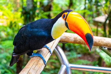 Fototapeta premium Toco toucan colorful bird in tropical nature jungle of Brazil.