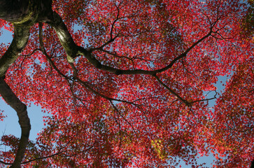 秋も深まったある日、近くの森に入った。樹木を眺め、じっくりと見つめる自分。もう何度も歩きなれたルートを歩きまわり、そして一休み。腰を下ろして周りを見回していると、そこには若い樹木、旺盛な生命力の壮年期の樹木、足元には幾分枯れ始めた草本類の葉が。老齢な樹木は、未だ凛として起立したり、あるいは体をねじらせ、横たわったり。人の人生と同じだ。そしてこの木々に囲まれて、私はひとり、私の人生を楽しんでいる。