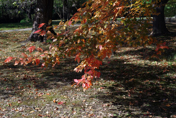 秋も深まったある日、近くの森に入った。樹木を眺め、じっくりと見つめる自分。もう何度も歩きなれたルートを歩きまわり、そして一休み。腰を下ろして周りを見回していると、そこには若い樹木、旺盛な生命力の壮年期の樹木、足元には幾分枯れ始めた草本類の葉が。老齢な樹木は、未だ凛として起立したり、あるいは体をねじらせ、横たわったり。人の人生と同じだ。そしてこの木々に囲まれて、私はひとり、私の人生を楽しんでいる。