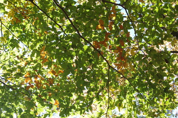 秋も深まったある日、近くの森に入った。樹木を眺め、じっくりと見つめる自分。もう何度も歩きなれたルートを歩きまわり、そして一休み。腰を下ろして周りを見回していると、そこには若い樹木、旺盛な生命力の壮年期の樹木、足元には幾分枯れ始めた草本類の葉が。老齢な樹木は、未だ凛として起立したり、あるいは体をねじらせ、横たわったり。人の人生と同じだ。そしてこの木々に囲まれて、私はひとり、私の人生を楽しんでいる。