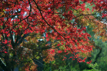 秋も深まったある日、近くの森に入った。樹木を眺め、じっくりと見つめる自分。もう何度も歩きなれたルートを歩きまわり、そして一休み。腰を下ろして周りを見回していると、そこには若い樹木、旺盛な生命力の壮年期の樹木、足元には幾分枯れ始めた草本類の葉が。老齢な樹木は、未だ凛として起立したり、あるいは体をねじらせ、横たわったり。人の人生と同じだ。そしてこの木々に囲まれて、私はひとり、私の人生を楽しんでいる。