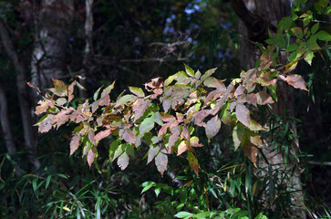 秋も深まったある日、近くの森に入った。樹木を眺め、じっくりと見つめる自分。もう何度も歩きなれたルートを歩きまわり、そして一休み。腰を下ろして周りを見回していると、そこには若い樹木、旺盛な生命力の壮年期の樹木、足元には幾分枯れ始めた草本類の葉が。老齢な樹木は、未だ凛として起立したり、あるいは体をねじらせ、横たわったり。人の人生と同じだ。そしてこの木々に囲まれて、私はひとり、私の人生を楽しんでいる。