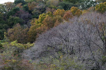 秋も深まったある日、近くの森に入った。樹木を眺め、じっくりと見つめる自分。もう何度も歩きなれたルートを歩きまわり、そして一休み。腰を下ろして周りを見回していると、そこには若い樹木、旺盛な生命力の壮年期の樹木、足元には幾分枯れ始めた草本類の葉が。老齢な樹木は、未だ凛として起立したり、あるいは体をねじらせ、横たわったり。人の人生と同じだ。そしてこの木々に囲まれて、私はひとり、私の人生を楽しんでいる。