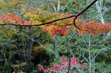 秋も深まったある日、近くの森に入った。樹木を眺め、じっくりと見つめる自分。もう何度も歩きなれたルートを歩きまわり、そして一休み。腰を下ろして周りを見回していると、そこには若い樹木、旺盛な生命力の壮年期の樹木、足元には幾分枯れ始めた草本類の葉が。老齢な樹木は、未だ凛として起立したり、あるいは体をねじらせ、横たわったり。人の人生と同じだ。そしてこの木々に囲まれて、私はひとり、私の人生を楽しんでいる。