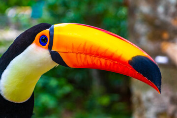 Fototapeta premium Toco toucan colorful bird in tropical nature jungle of Brazil.