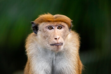 Close Up Portrait Of Toque Macaque Monkey In Natural Wildlife Habitat
