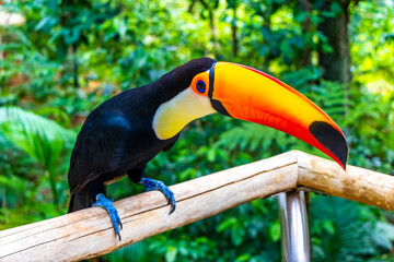 Fototapeta premium Toco toucan colorful bird in tropical nature jungle of Brazil.