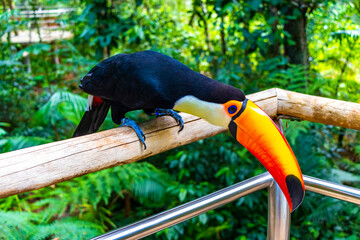 Fototapeta premium Toco toucan colorful bird in tropical nature jungle of Brazil.