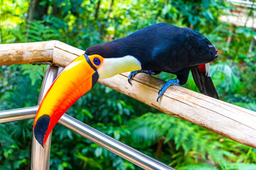 Fototapeta premium Toco toucan colorful bird in tropical nature jungle of Brazil.