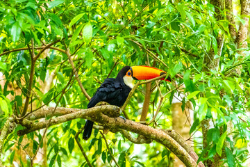 Fototapeta premium Toco toucan colorful bird in tropical nature jungle of Brazil.