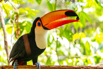 Fototapeta premium Toco toucan colorful bird in tropical nature jungle of Brazil.