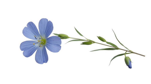 Single blue flax flower with buds on stem isolated on a transparent background linum plant