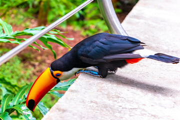 Obraz premium Toco toucan colorful bird in tropical nature jungle of Brazil.