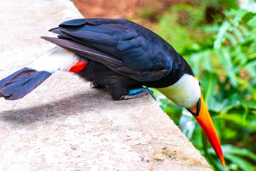 Obraz premium Toco toucan colorful bird in tropical nature jungle of Brazil.