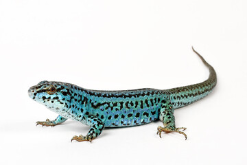 Ibiza wall lizard // Pityusen-Eidechse // lagartija de las Pitiusas (Podarcis pityusensis formenterae) - Formentera, Spain