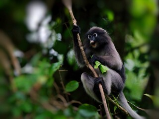 A Dusky leaf Macaque is hanging from a branch, holding the tip of the tree with its hand, making funny face at Kaeng Krachan National Park Thailand