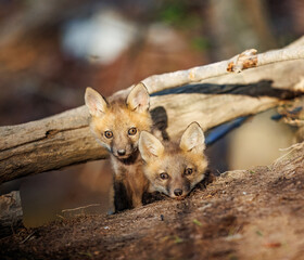 Two Red Fox Kits Peeking from Their Den in Natural Woodland Light