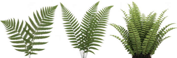 Three green fern fronds and a potted fern plant with detailed leaves isolated on a transparent background