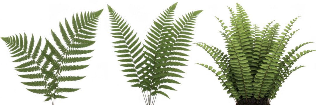 Three green fern fronds and a potted fern plant with detailed leaves isolated on a transparent background - Powered by Adobe