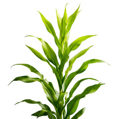 Obraz premium A vibrant green corn plant, its tall, slender leaves standing out against a clean white or transparent background 