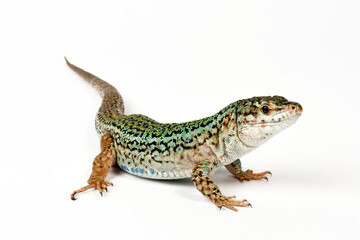 Ibiza wall lizard // Pityusen-Eidechse // lagartija de las Pitiusas (Podarcis pityusensis formenterae) - Formentera, Spain