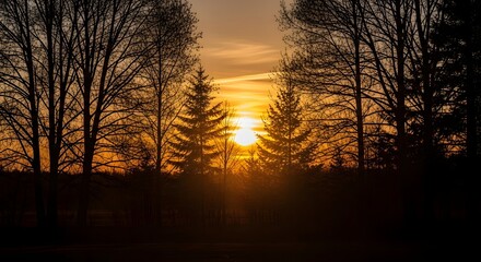 Golden sunset through bare tree branches and pine needles in a forest