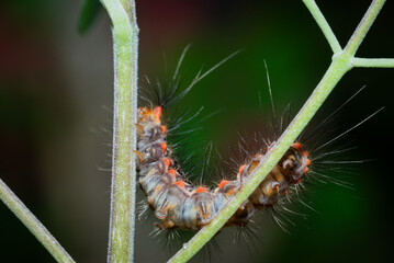 Sphrageidus similis or Yellowtail moth caterpillar, also known as the goldentail butterfly or swan butterfly.