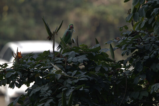 Parrot eating seeds from the pod of a Silk Cotton tree or 'Shimul' tree during spring