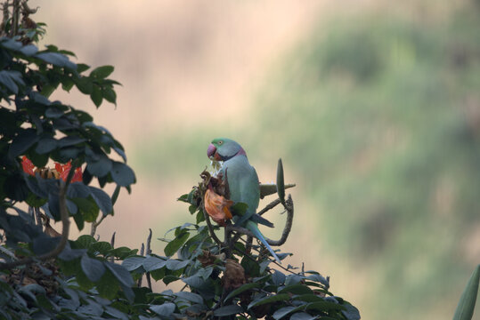 Parrot eating seeds from the pod of a Silk Cotton tree or 'Shimul' tree during spring