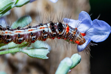 Sphrageidus similis or Yellowtail moth caterpillar, also known as the goldentail butterfly or swan butterfly.