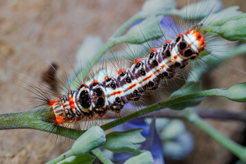 Sphrageidus similis or Yellowtail moth caterpillar, also known as the goldentail butterfly or swan...
