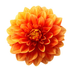 Vibrant Orange Dahlia Flower Isolated on White Background - Professional Floral Photography