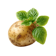 Fresh Potato with Leaves on White Background - High-Quality Isolated Image for Professionals
