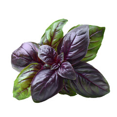 Vibrant Purple Basil Close-up on White Background