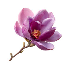 Stunning Purple Magnolia Flower in Full Bloom on White Background
