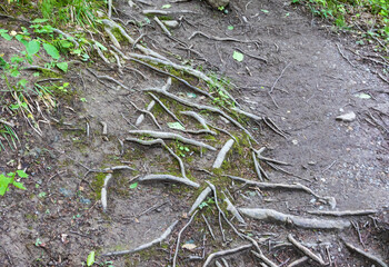 the root system of trees in mountainous areas, the ability to adapt to the conditions of growth and vital activity of the forest