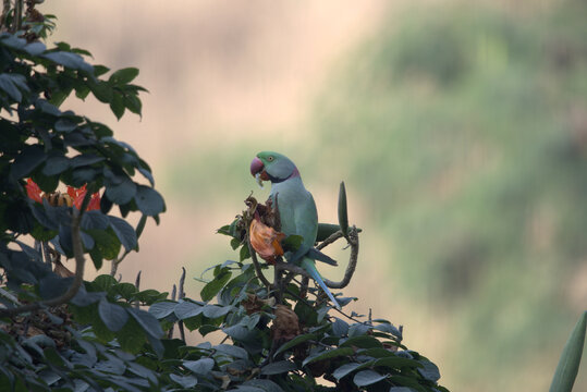 Parrot eating seeds from the pod of a Silk Cotton tree or 'Shimul' tree during spring